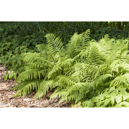 Schattige Stellen im Garten aufhübschen