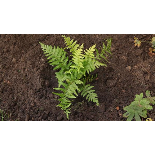 Frauenfarn - Einpflanzen im Garten