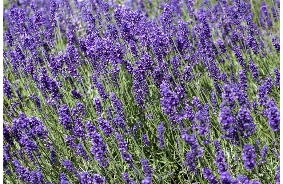 Lavendel - Pflegehinweise