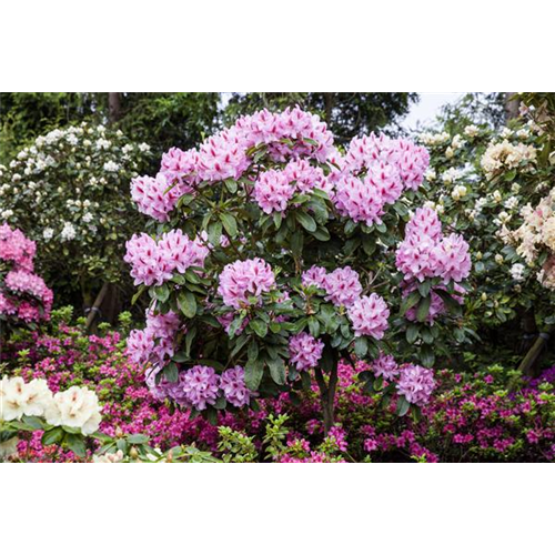 Schwarze Knospen am Rhododendron