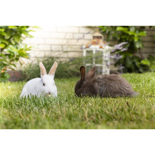 Lebensraum für Kaninchen und Co.