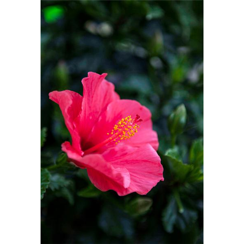 Hibiskus – die tropischen Schönen