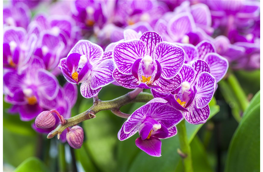 Die Königin der Zimmerpflanzen – Orchideen