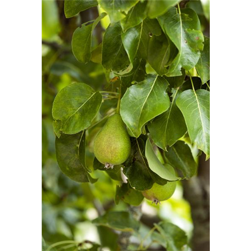 Veredelung von Obstbäumen