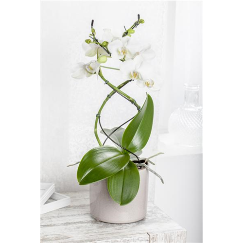 Orchideenstäbe