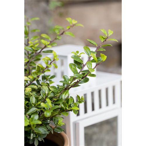 Funkien Tee Bonsai richtig pflegen