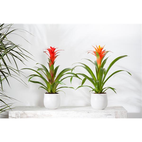 Blühende Bromelien