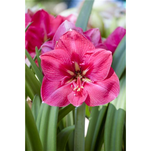 Amaryllis weiterpflegen