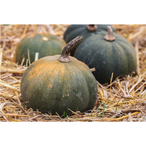 Ein Strohballen als ideale Anbaufläche