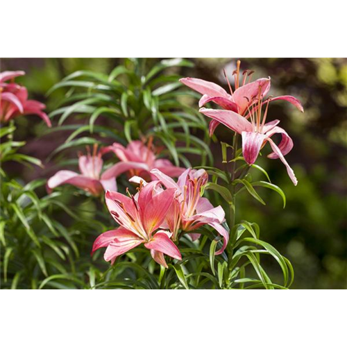 Lilien kontrollieren