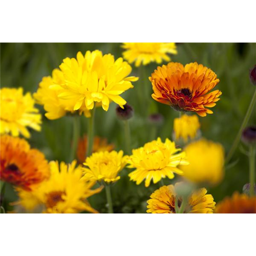 Blumen direkt aussäen