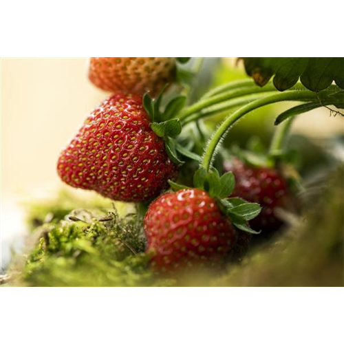 Erdbeeren vor Fäulnis schützen