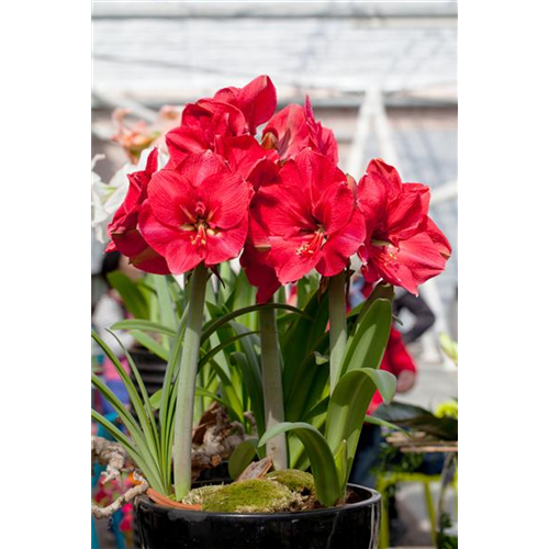 Pflanzzeit für Amaryllis