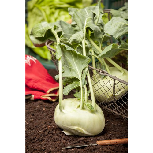 Kohlrabi pflanzen