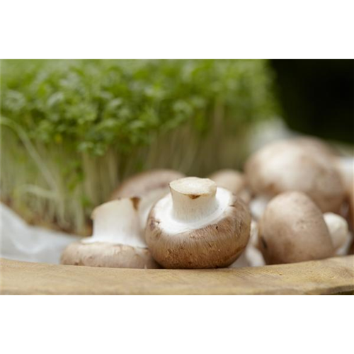 Champignons selber anbauen