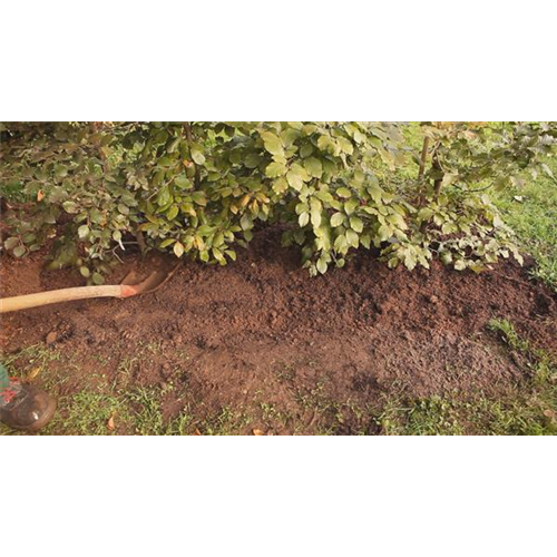 Rotbuchenhecke - Einpflanzen im Garten