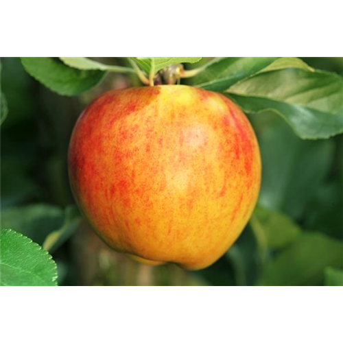 Obstbaum pflanzen: Apfel nach Apfel?