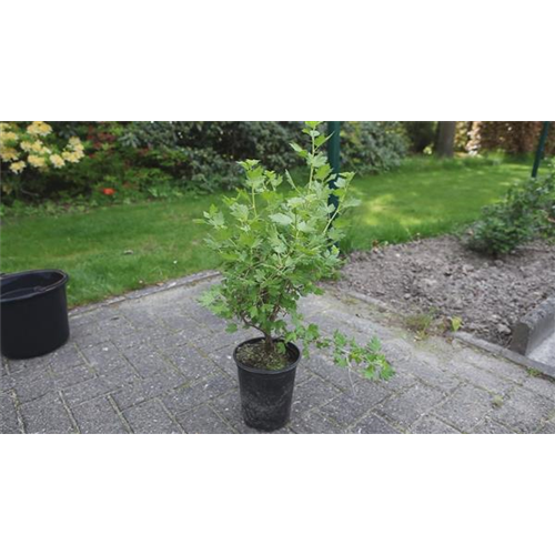 Stachelbeere - Einpflanzen im Garten