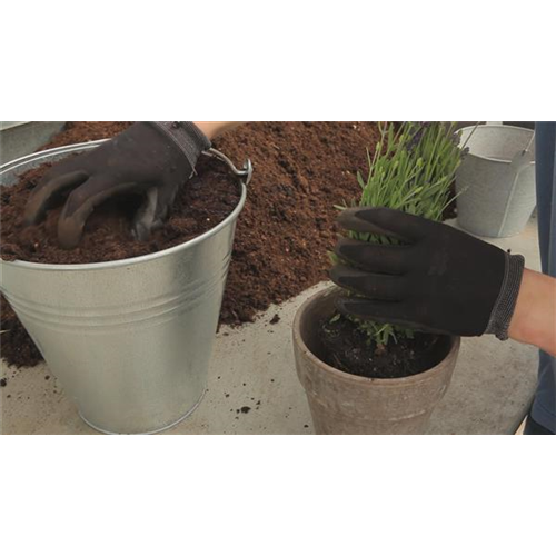 Lavendel - Einpflanzen in ein Gefäß