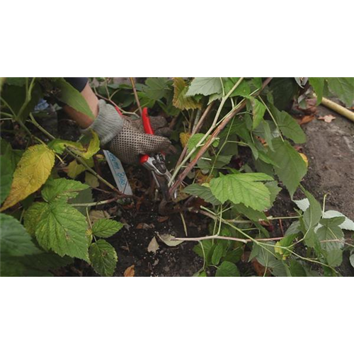 Himbeeren - Zurückschneiden im Herbst