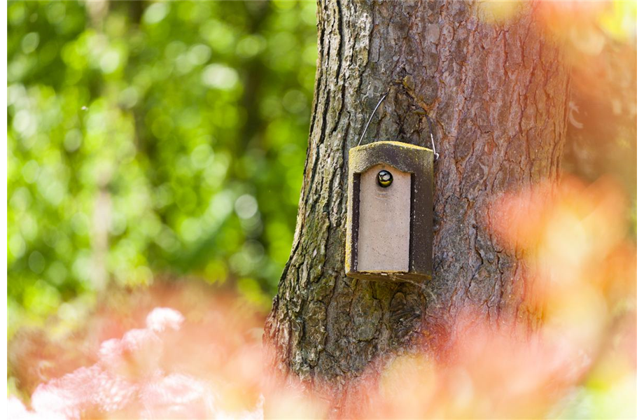 Diese Arbeiten sind jetzt im Garten noch nötig