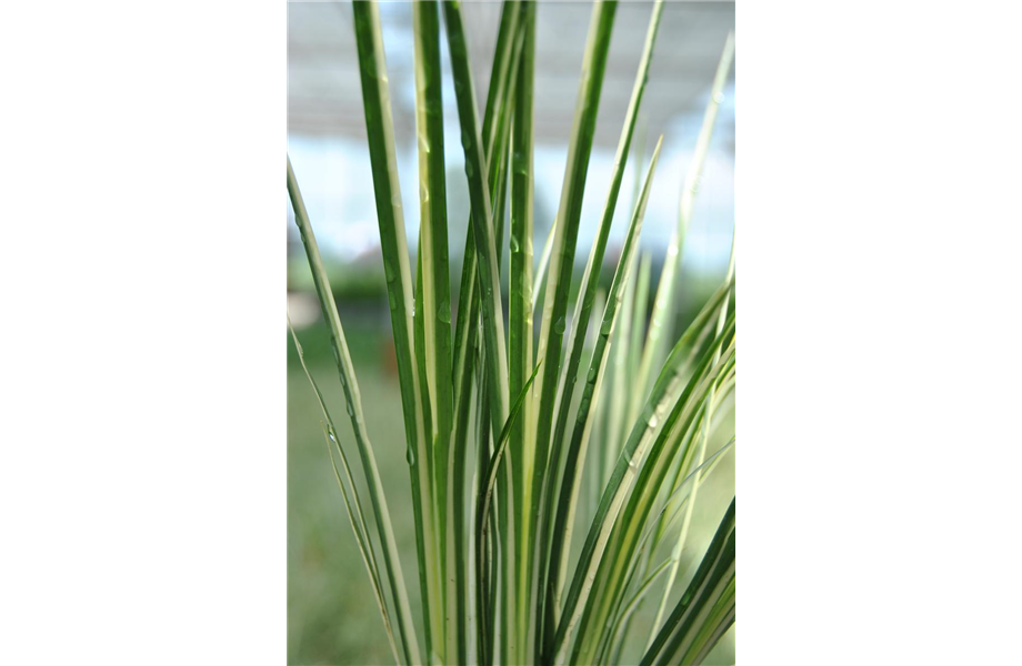 Diese Arbeiten sind jetzt im Garten noch nötig