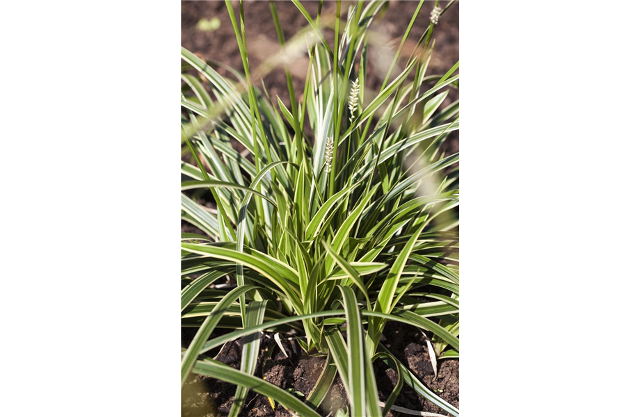 Diese Arbeiten sind jetzt im Garten noch nötig