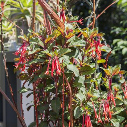 Fuchsien überwintern - Rückschnitt und Pflege