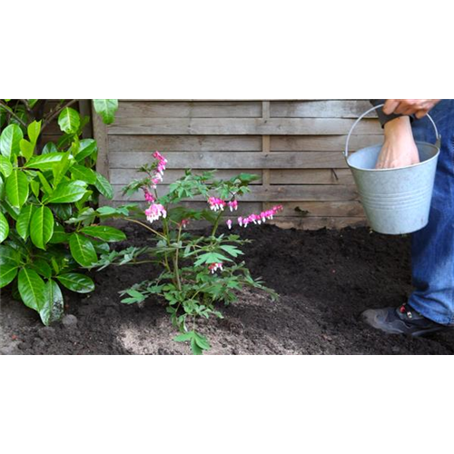 Tränendes Herz - Einpflanzen im Garten