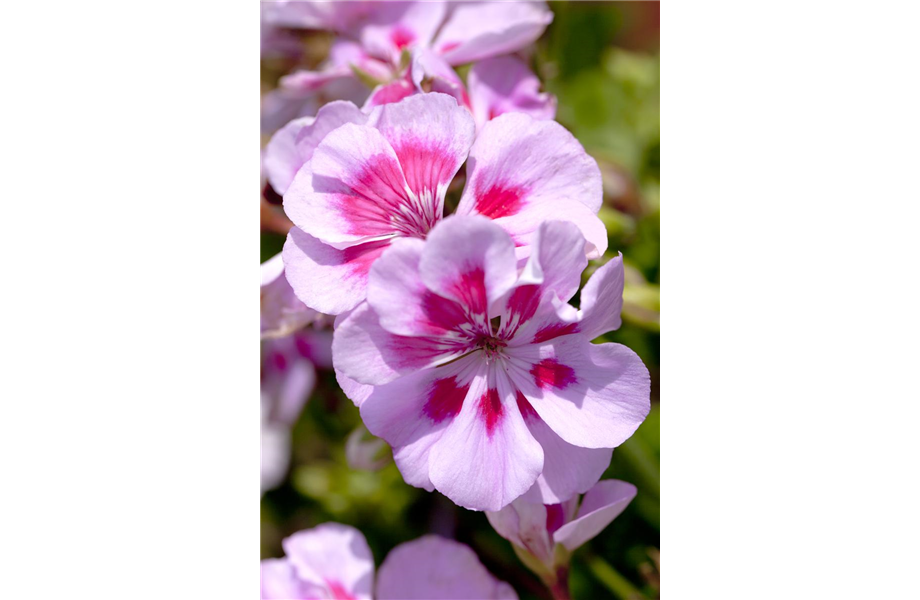 Winterschlaf für Geranien und Fuchsien