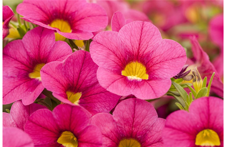 Winterschlaf für Geranien und Fuchsien