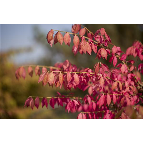 Was tun mit dem Herbstlaub?