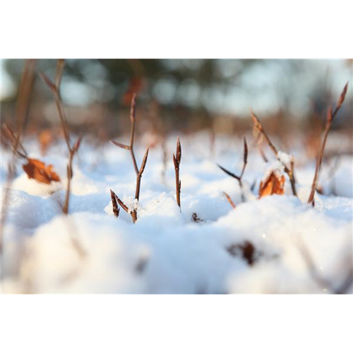 Den Garten winterfest machen