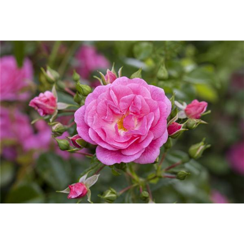 Rosen schneiden im Herbst