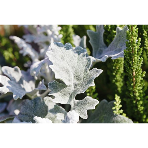 Klimazonen im Garten schaffen