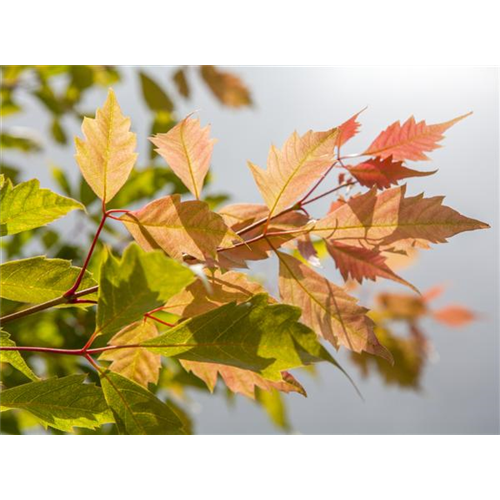 Der herbstliche Garten schön in Form