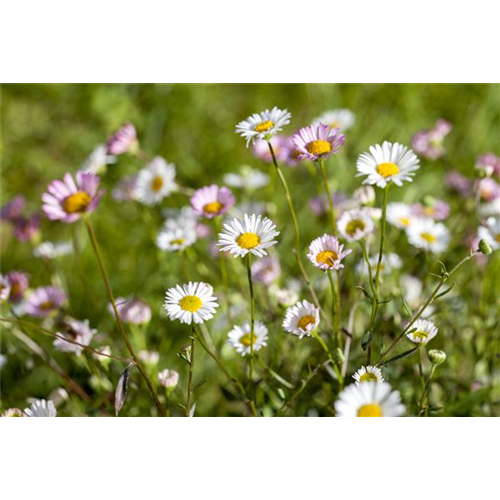 Die heilende Wirkung von Gänseblümchen