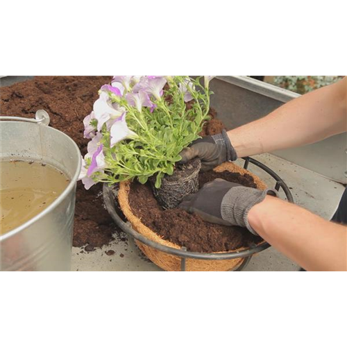 Hanging Basket - Bepflanzen