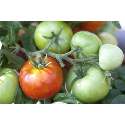 Tomaten nachreifen lassen