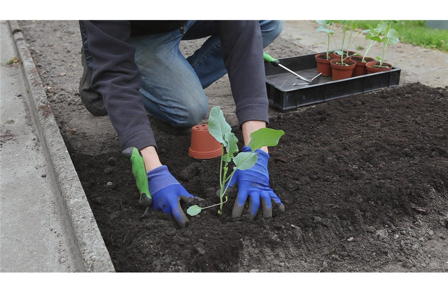 Der Nutzgarten kommt wieder