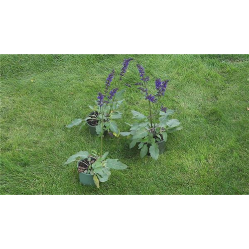 Salbei - Einpflanzen im Garten