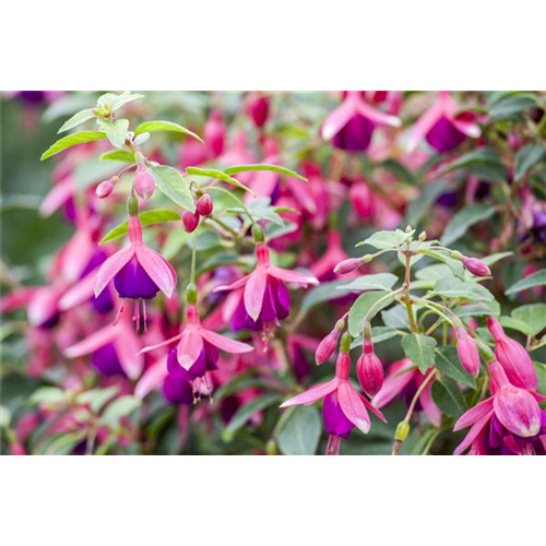 Fuchsien als Blickfang