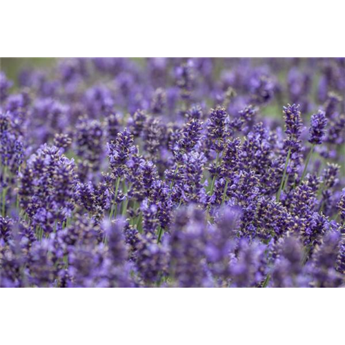 Lavendel - Pflegehinweise