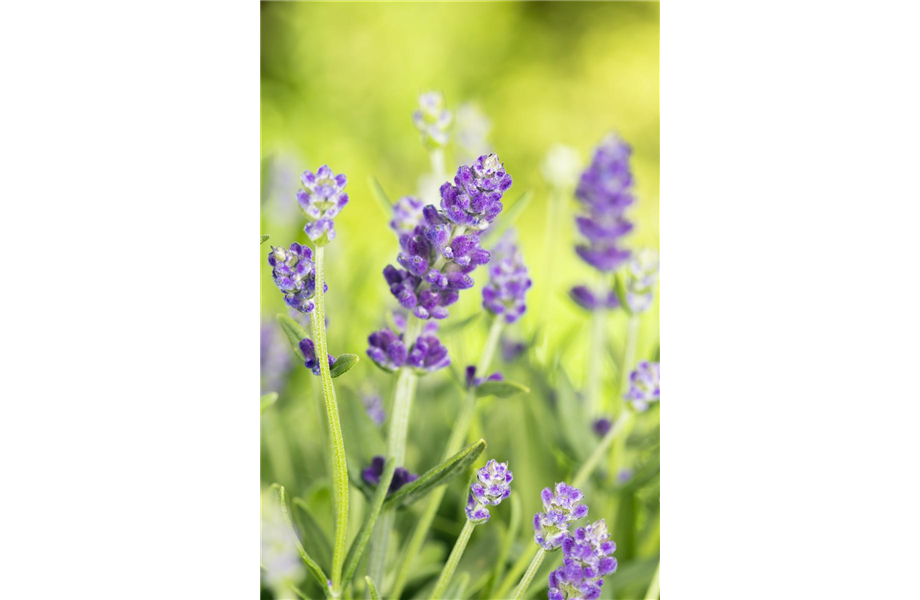 Lavendel - Pflegehinweise