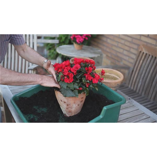 Blumenkübel - Bepflanzen mit Sommerblumen