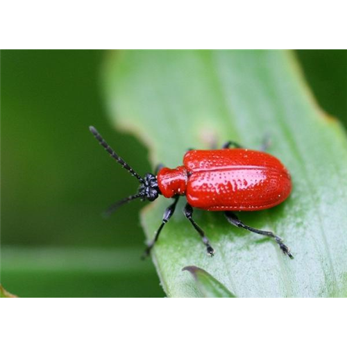 Auf Lilienhähnchen achten