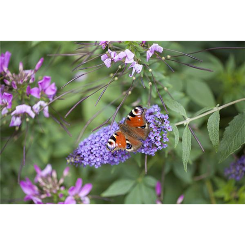 Schmetterlingsweide Buddleja