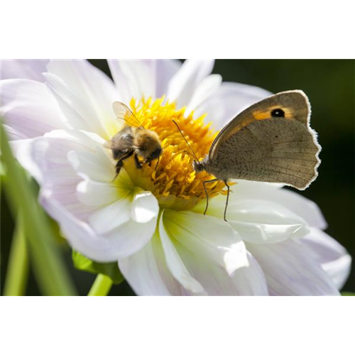 Bienenfreundliche Sommerblumen