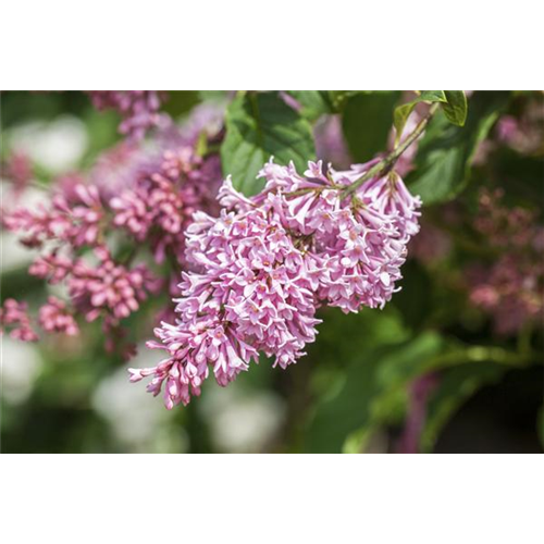 Fliederblüten ausbrechen