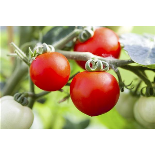 Tomaten: So geling Anzucht und Ernte